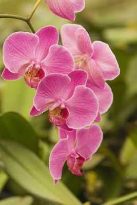 Planta Orquídea Rosa, Servio de Envíos Florales Urgentes, Plantas de Decoración, Plantas para Regalar, Floristería Online