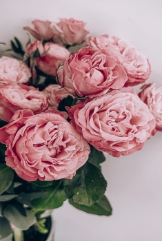 Rosas, ramo de rosas, enviar rosas, 12 rosas rojas, ramo de 12 rosas rojas, ramo rosas, ramo de 12 rosas, ramo de 24 rosas, ramo de rosas blancas precio